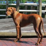 Filename=lola2.jpg
Filesize=216KiB
Dimensions=640x640
Date added=Oct 07, 2013 lola2.jpg