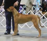 Filename=lucy~2.jpg
Filesize=25KiB
Dimensions=506x442
Date added=Jul 11, 2016 lucy~2.jpg